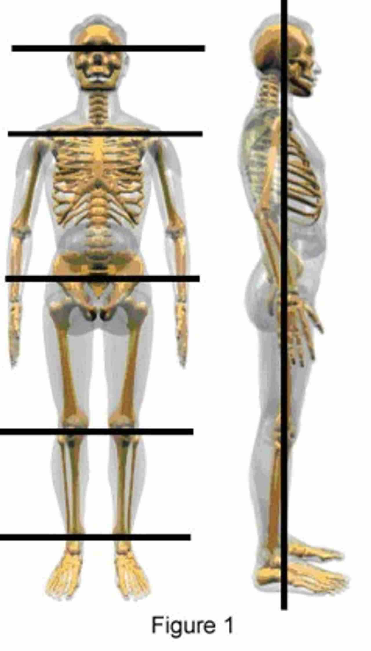 Two different views of the skeletal system in an anatomical position