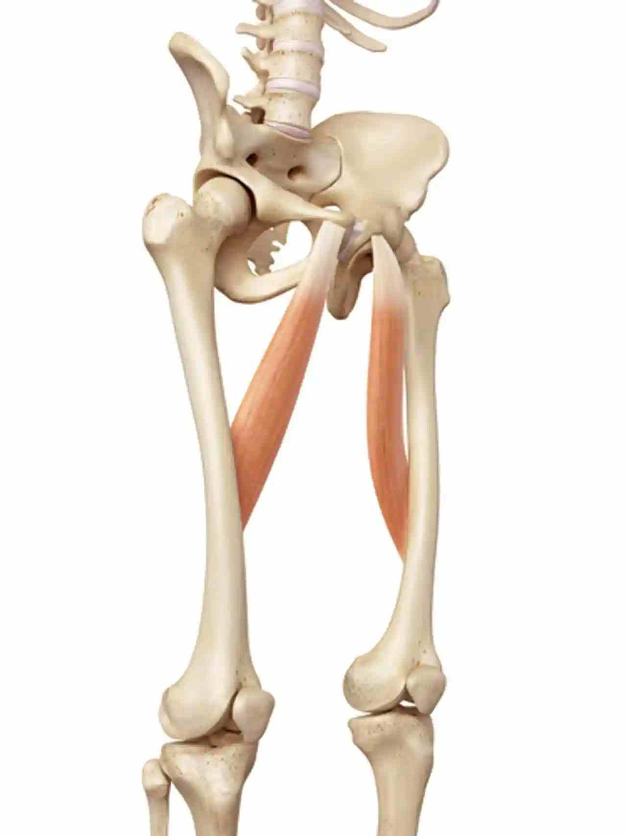 Functional anatomy of the hip adductor muscles: pectineus, adductor brevis, adductor longus, adductor magnus, and gracilis.