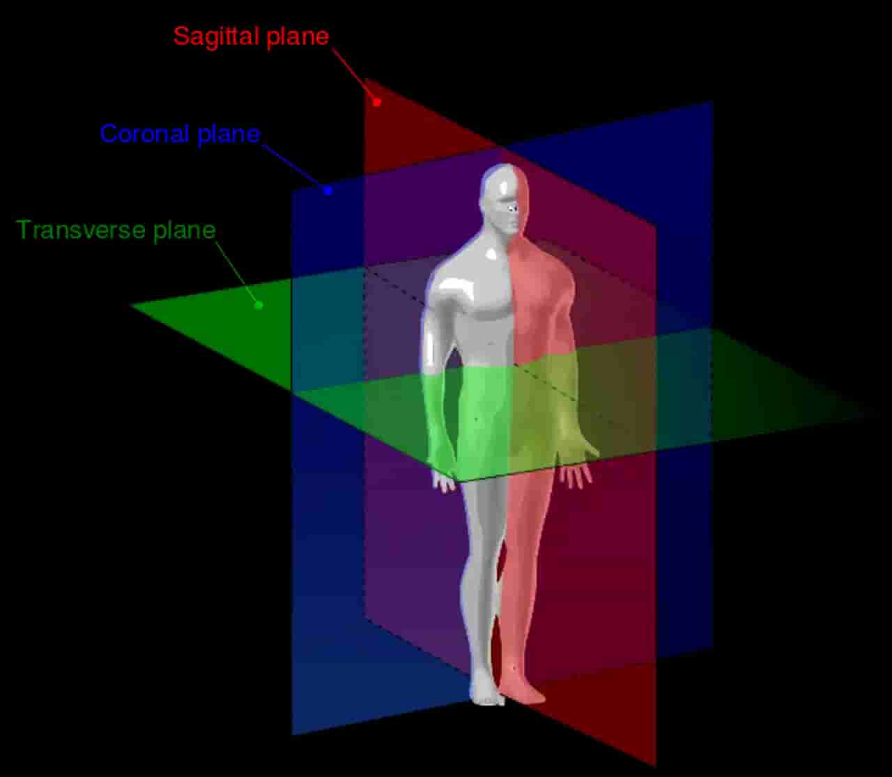 3 planes of motion: Sagittal, Coronal and Transverse