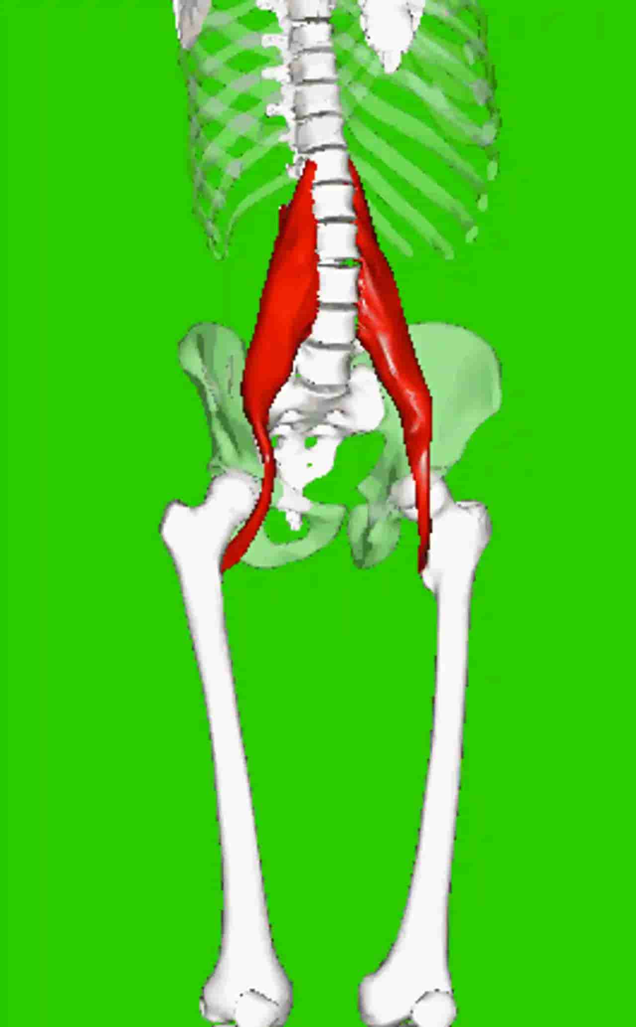 The psoas major muscle sitting deep on the skeletal system