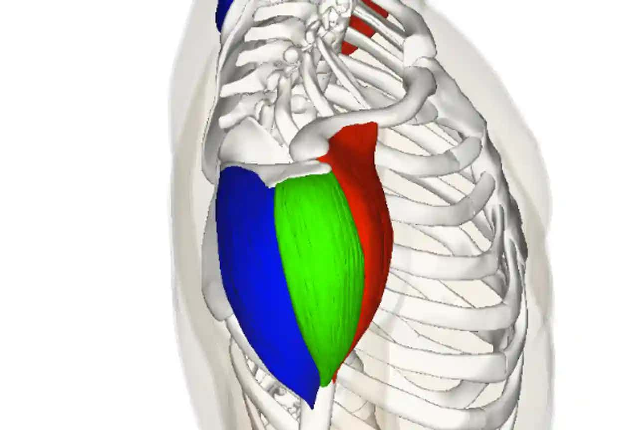 The deltoid muscles attaching from the scapula to the humerus