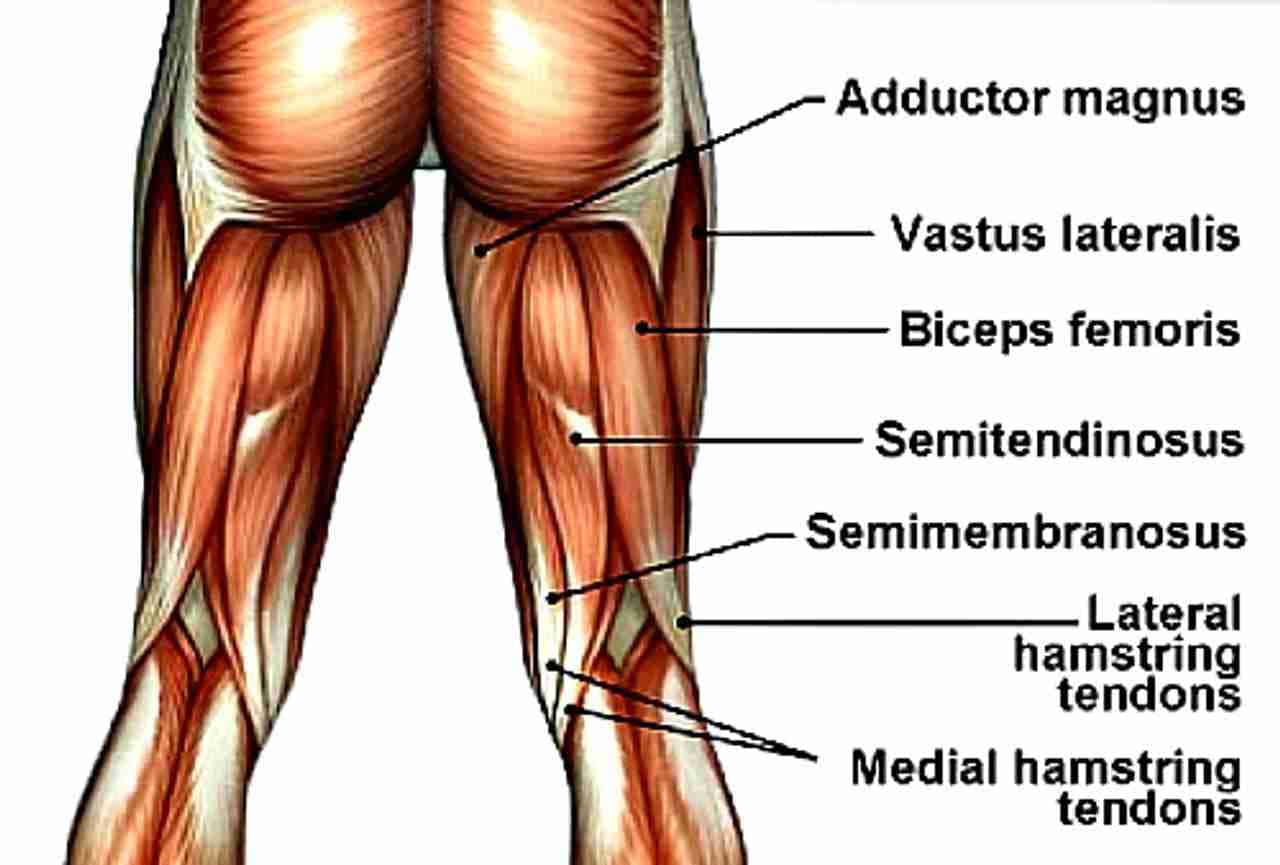 The location of the posterior lower body muscles