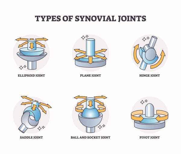 Synovial Joint Thumbnail