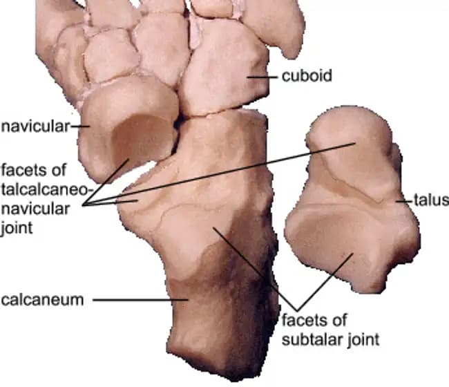 The talocalcaneonavicular joint is where the head of the talus articulates with the navicular bone, the spring ligament, the sustentaculum tali, and the articular surface of the calcaneus. - www.quizlet.com