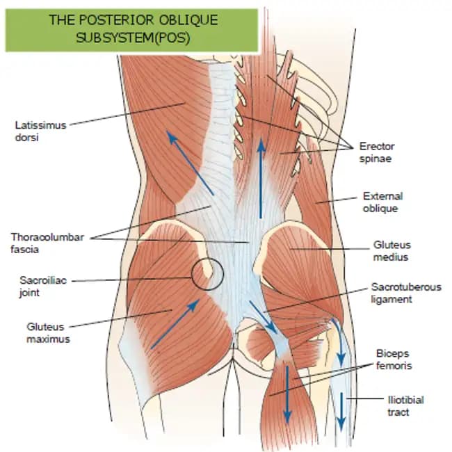 Illustration of the Posterior Oblique Subsystem with Muscles Labeled