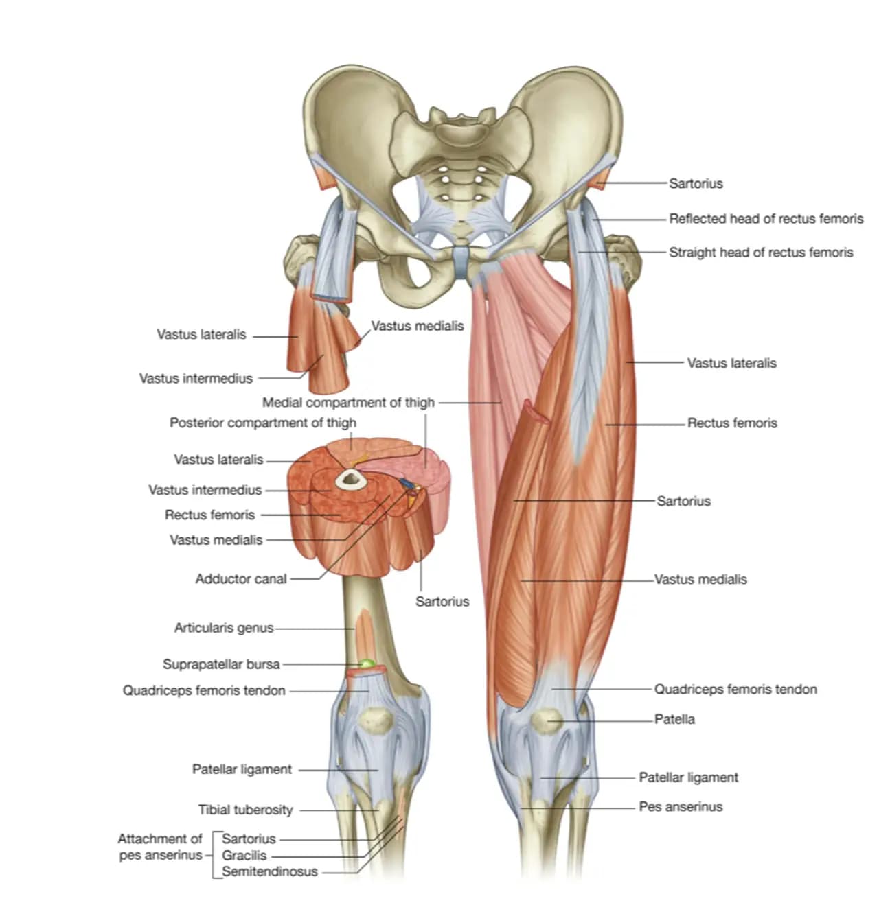 Rectus Femoris