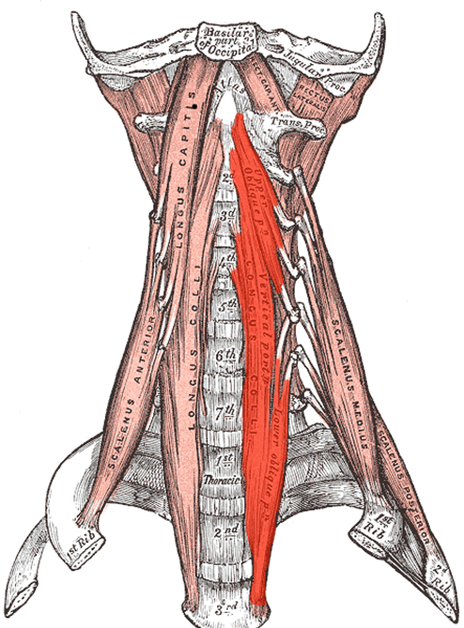 Illustration of the Longus Colli: Gray&#39;s Anatomy, 20th Edition