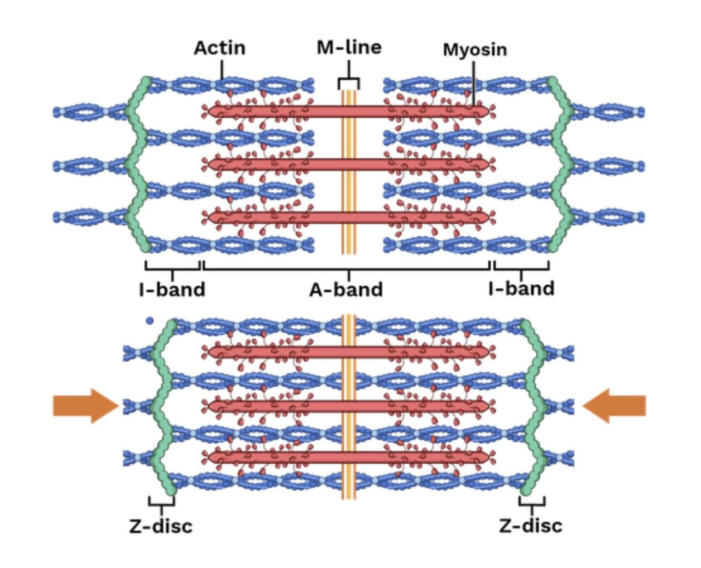 Muscle Cell Structure and Function webinar thumbnail