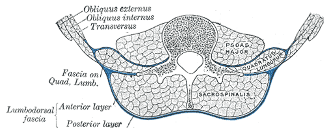 Lumbar spine, transverse section, erector spinae, quadratus lumborum, and psoas.