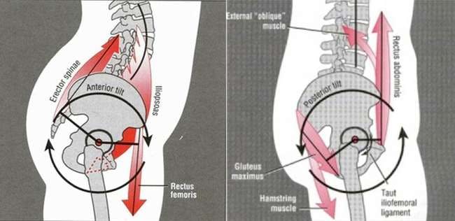 Gluteus maximus contracts to posteriorly rotate the pelvis. In the current study, as gluteus maximus activity increased, the anterior pelvic tilt angle decreased. - https://www.ncbi.nlm.nih.gov/pubmed/20118525