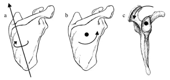 Axis of rotation for each of the scapular movements investigated in the study. A. External Rotation B. Upward Rotation C. Posterior Tilting Source: Suprak et al. 2013