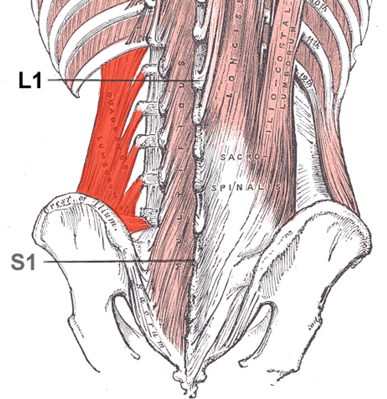 Illustration of the Quadratus Lumborum (bright red), and its investment in the 12th rib, transverse processes of the lumbar vertebrae, and posterior iliac spine.