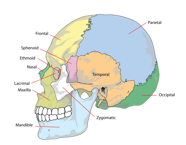 Ankle Joint Anatomy: Talocrural, Subtalar and Tibiofibular Joints