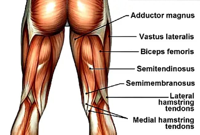 Anatomy of the posterior thigh, biceps femoris, semitendinosus, semimembranosus (hamstrings) adductor magnus, medial and lateral gastrocnemius