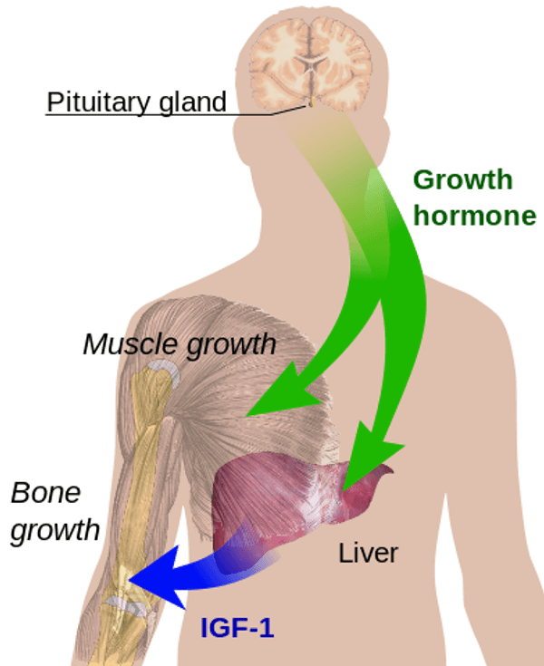 Hormone - Glossary Term Illustration