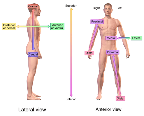 Proximal - Glossary Term Illustration