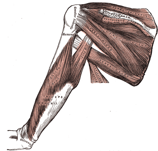 Active Structure - Glossary Term Illustration