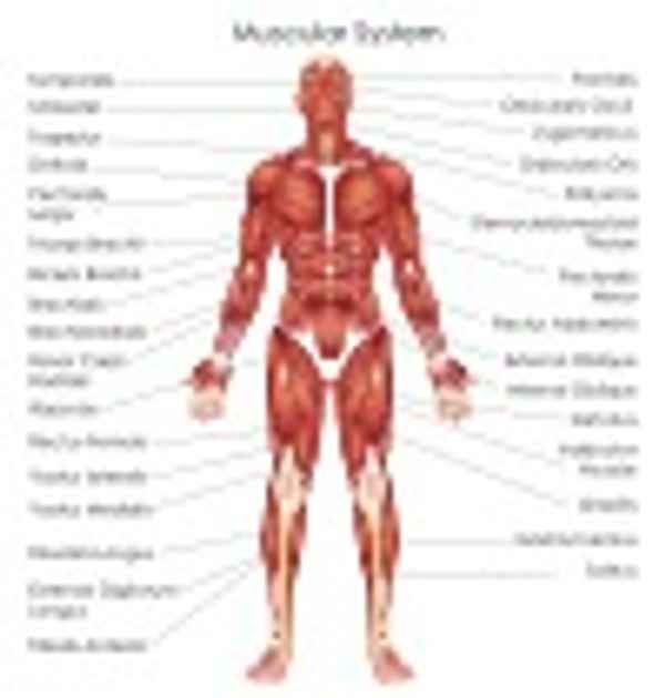 Muscular System - Glossary Term Illustration