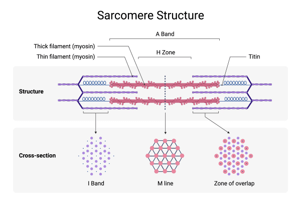 Sliding Filament Theory - Glossary Term Illustration