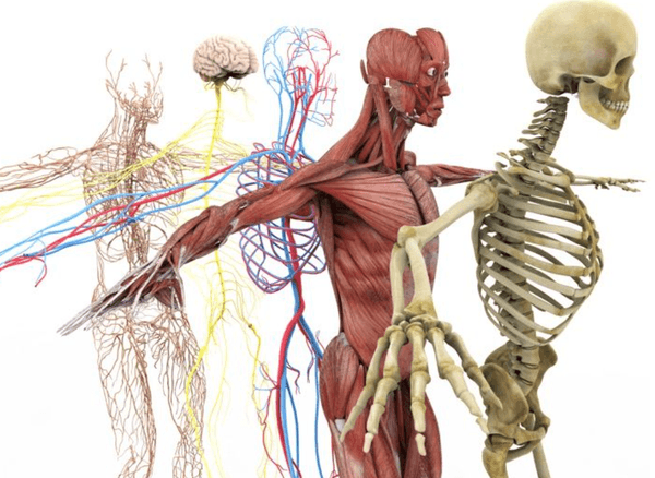 Kinetic Chain - Glossary Term Illustration