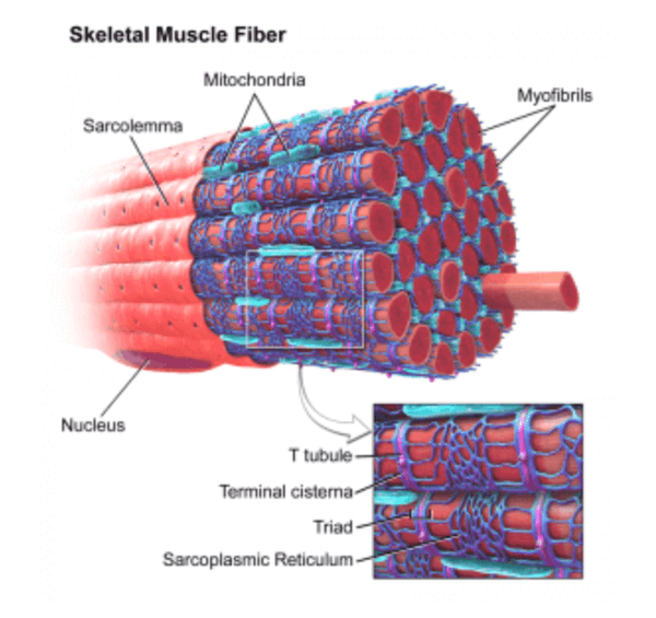 Muscle Cell (Myocyte) - Glossary Term Illustration