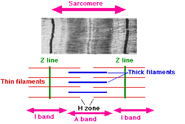 Sarcomere - Glossary Term Illustration