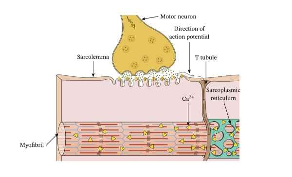 Excitation-Contraction Coupling - Glossary Term Illustration