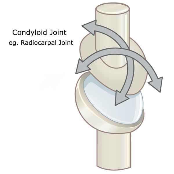 Condyloid Joint - Glossary Term Illustration