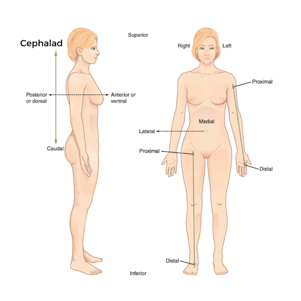 Cephalad - Glossary Term Illustration