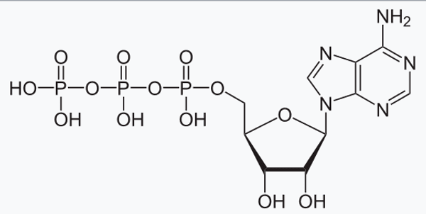 Adenosine Triphosphate (ATP) - Glossary Term Illustration