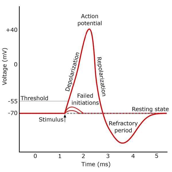 Action Potential - Glossary Term Illustration