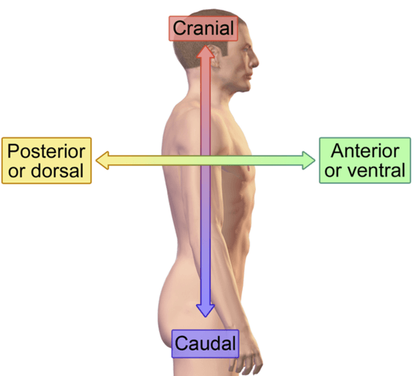 Dorsal - Glossary Term Illustration