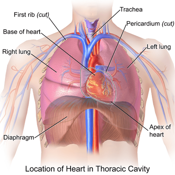 Viscera - Glossary Term Illustration