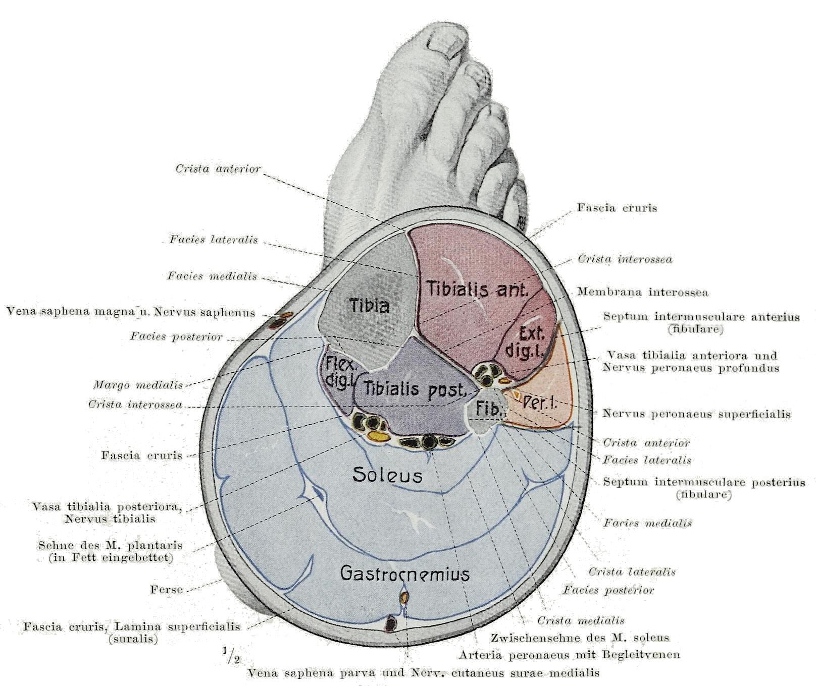 Illustration of a cross-section of the lower leg with lower extermity muscles and fascia labeled.