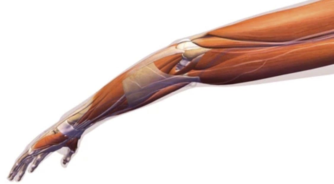 Kinesiology of the Elbow