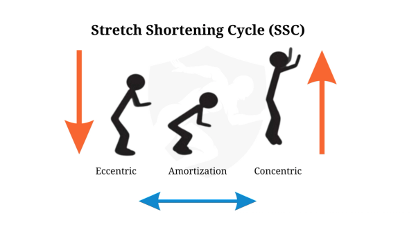 Stretch Shortening Cycle (SSC) Thumbnail