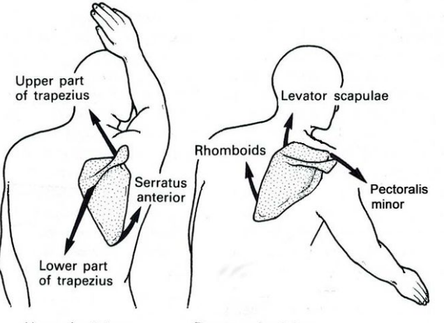 The scapulothoracic muscles on the posterior side of the body