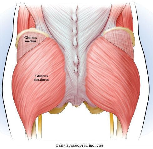Note the huge muscle mass that is gluteus maximus