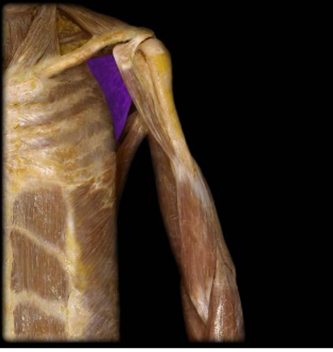 The subscapularis muscle as part of the rotator cuff