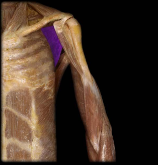 The subscapularis muscle as part of the rotator cuff
