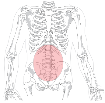 Illustration of a skeleton with low back pain zone highlighted.