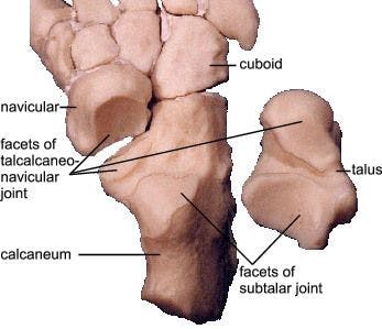 The talocalcaneonavicular joint is where the head of the talus articulates with the navicular bone, the spring ligament, the sustentaculum tali, and the articular surface of the calcaneus. - www.quizlet.com