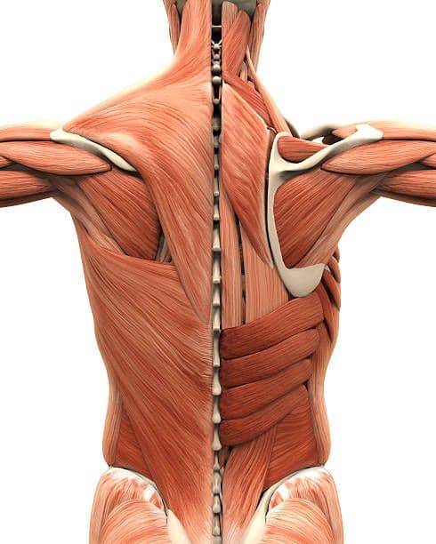 Kinesiology of the Shoulder and Scapula