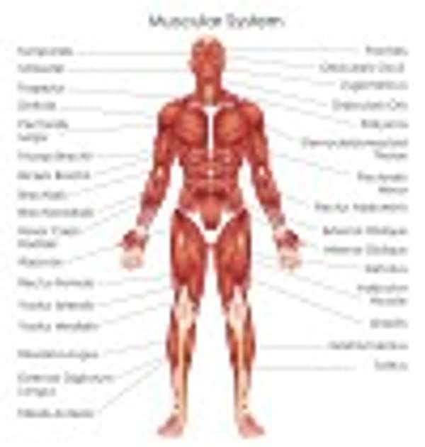 Muscular System Thumbnail