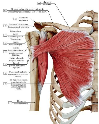 The coracobrachialis muscle attaching to the coracoid process and humerus