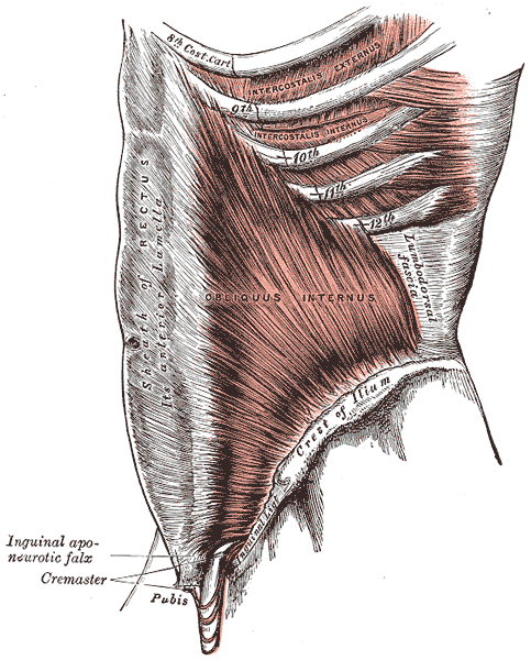 The internal oblique muscle on the torso, deep to the rectus abdominis and external oblique