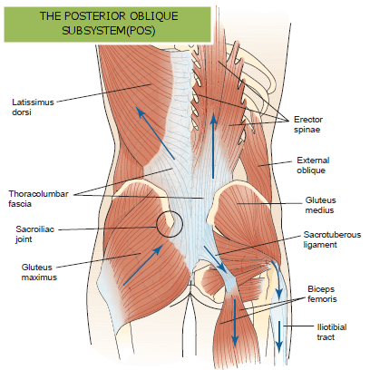Illustration of the Posterior Oblique Subsystem with Muscles Labeled