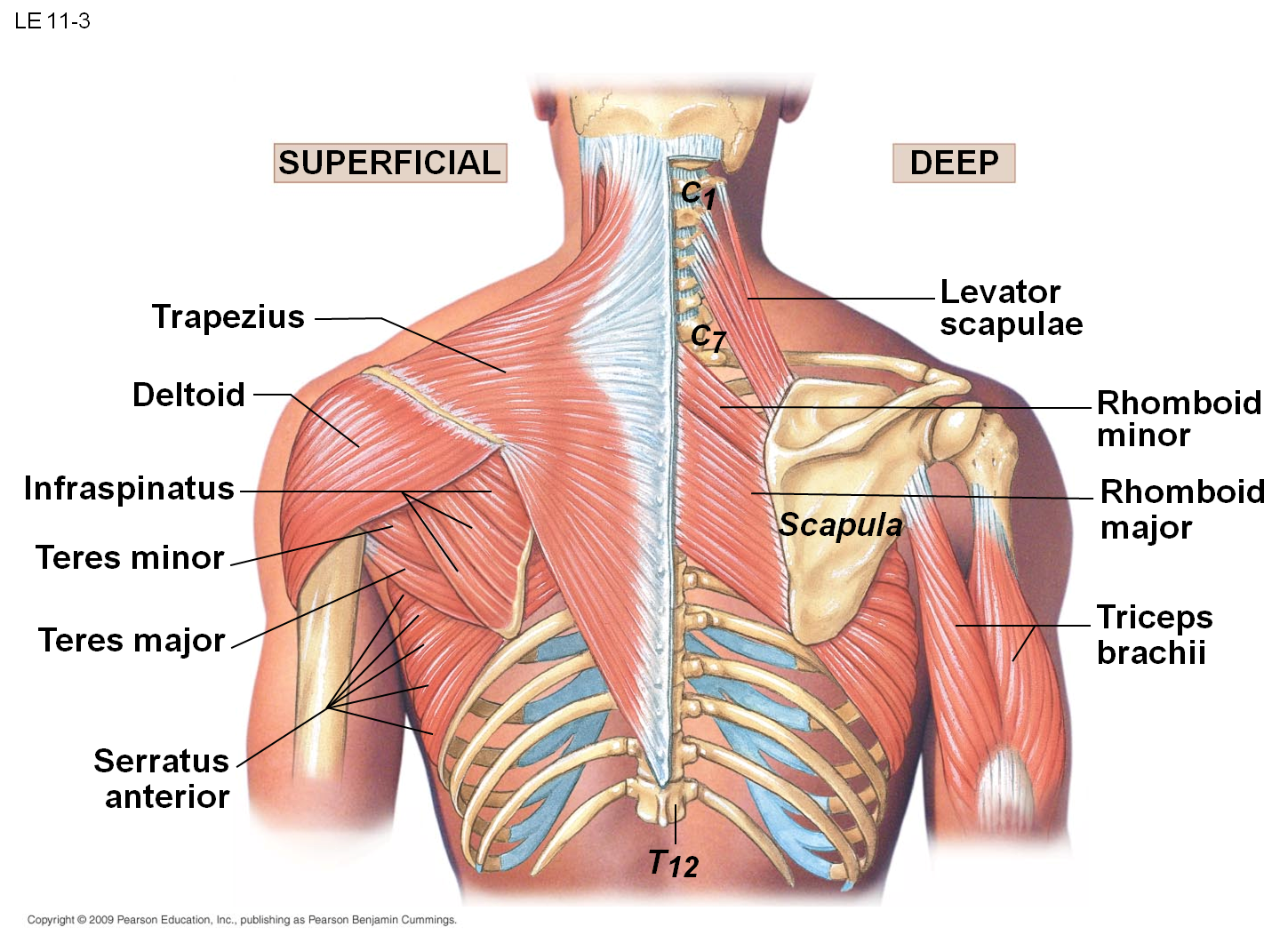 Muscles of the Scapula