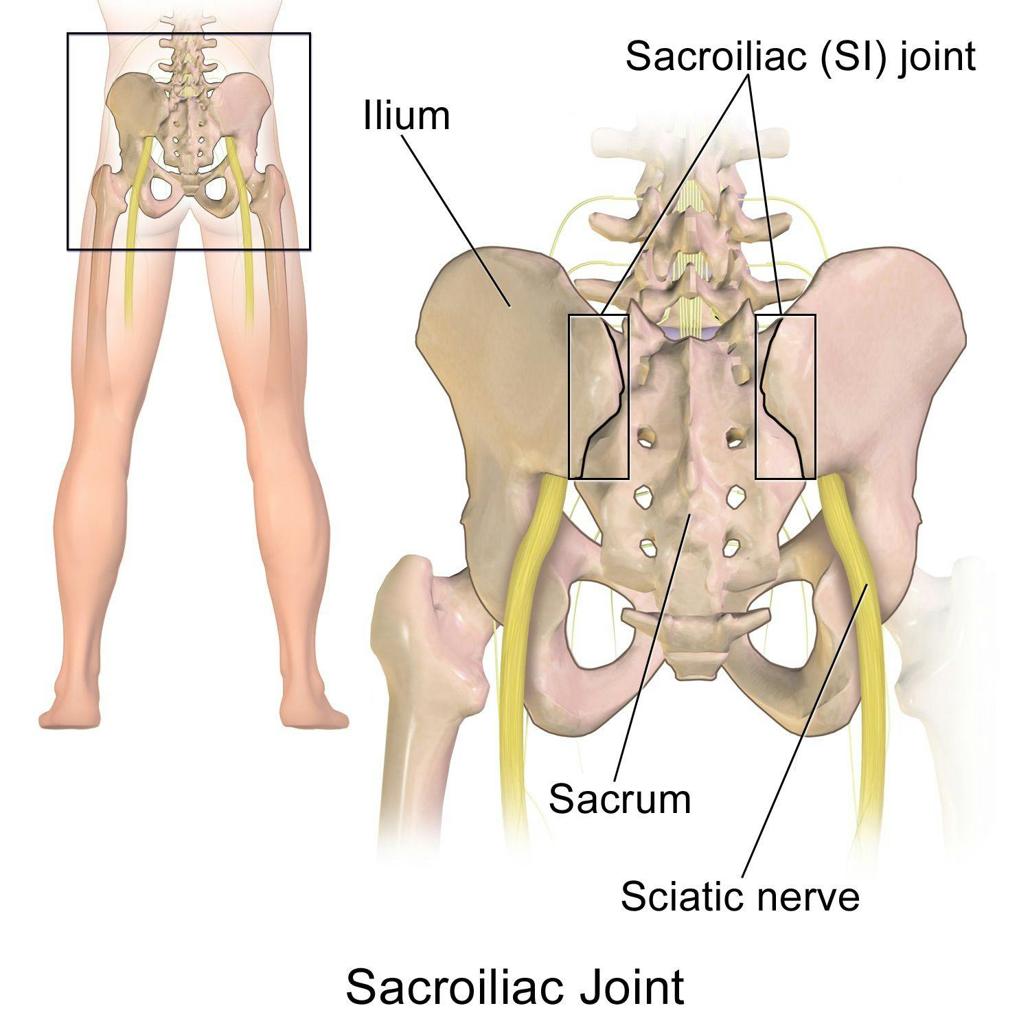 Anatomy of the Sacroiliac Joint
