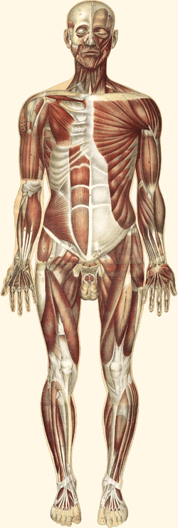 The muscles on the anterior side of the body